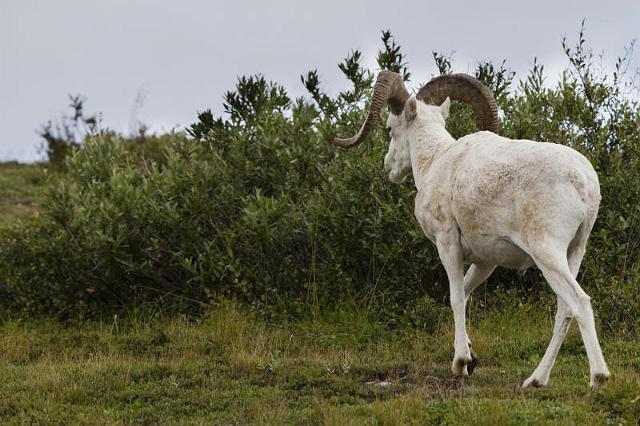 142 Denali NP, Dall's Schaap.jpg